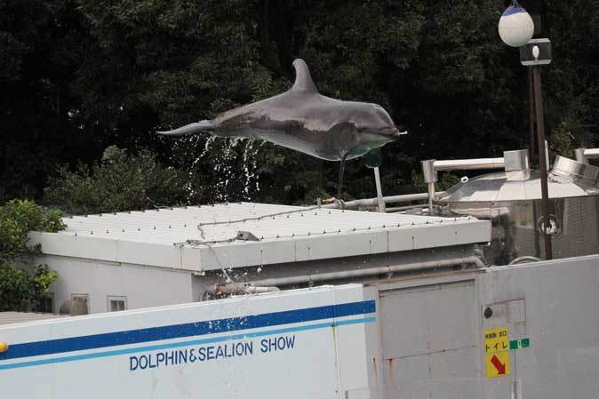 しながわ水族館：イルカショー_b0355317_20503788.jpg