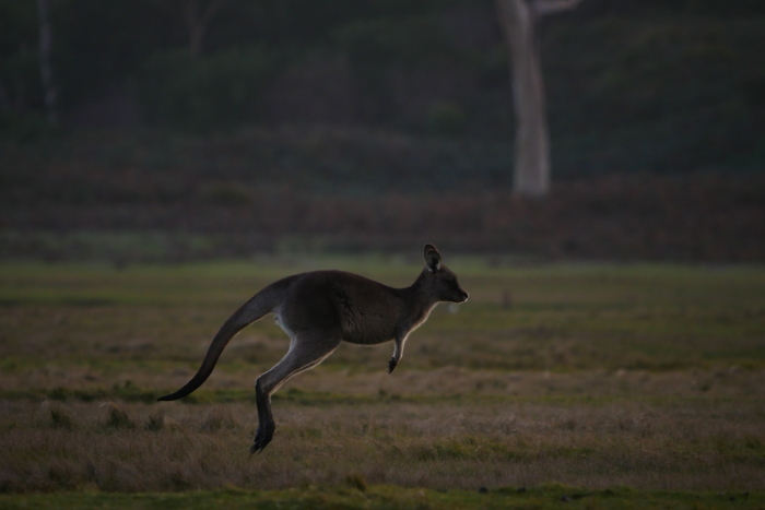 ワラビーズ　Tasmania_f0050534_07012379.jpg