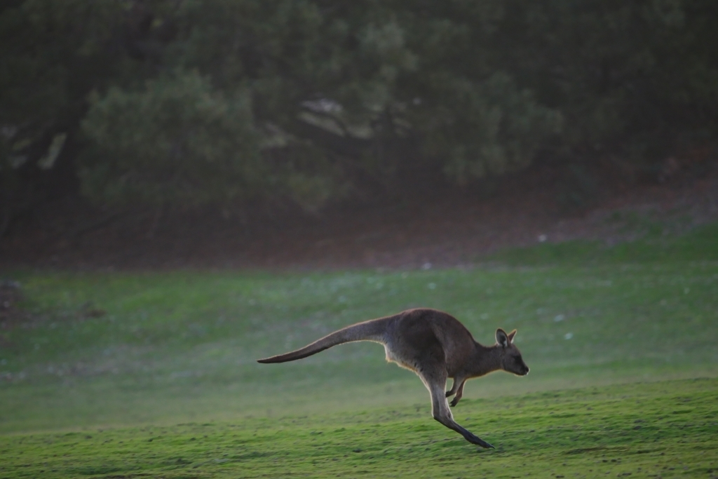 ワラビーズ　Tasmania_f0050534_07060714.jpg