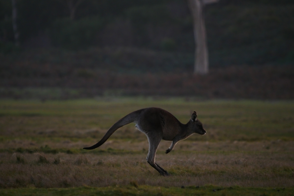 ワラビーズ　Tasmania_f0050534_07061326.jpg