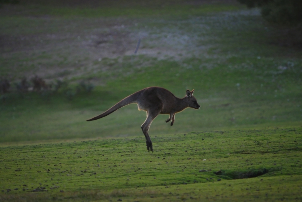 ワラビーズ　Tasmania_f0050534_07061328.jpg