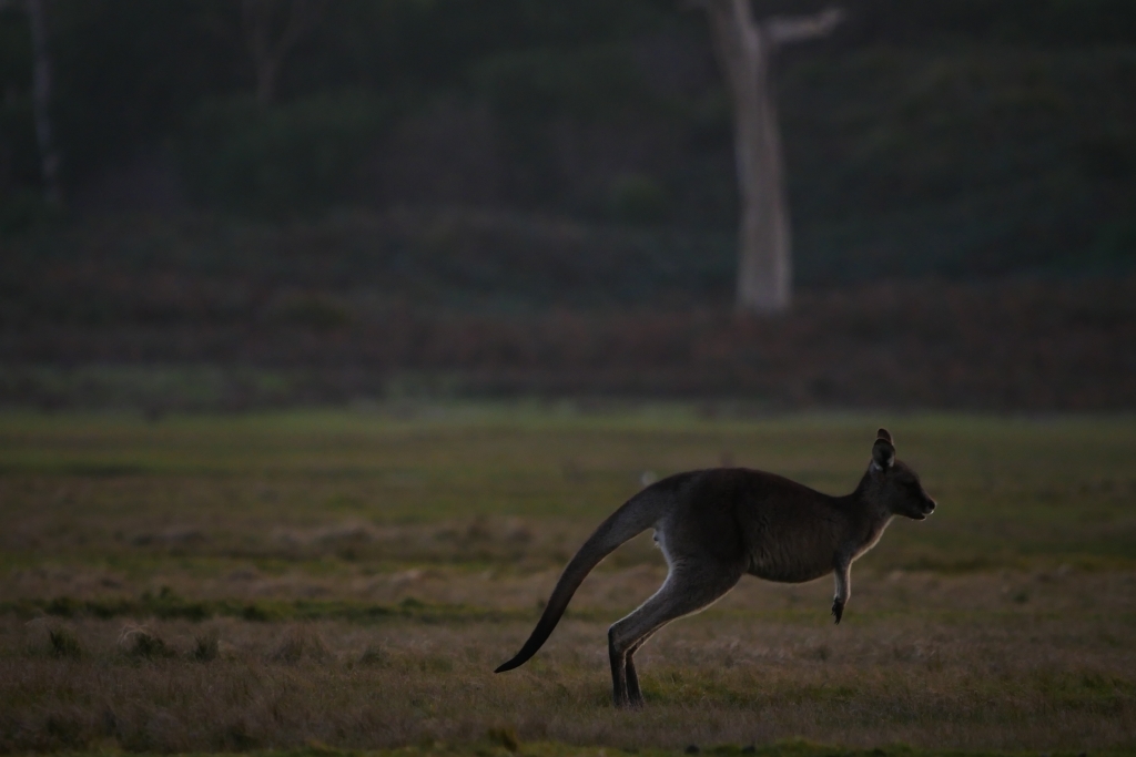 ワラビーズ　Tasmania_f0050534_07061359.jpg