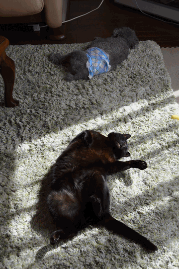 c0136736_20225395.gif