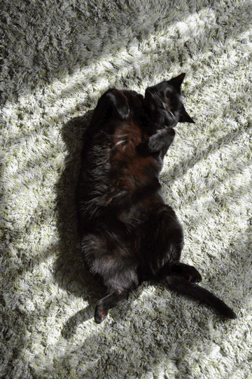 c0136736_20230856.gif