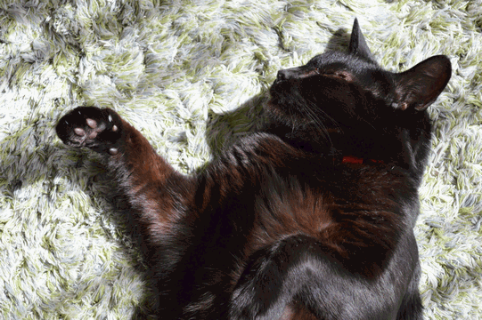 c0136736_20231681.gif