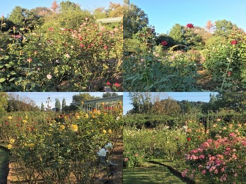 フラワーセンター大船植物園　　夕食_c0097838_13394102.jpg