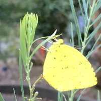 フラワーセンター大船植物園　　夕食_c0097838_13420403.jpg