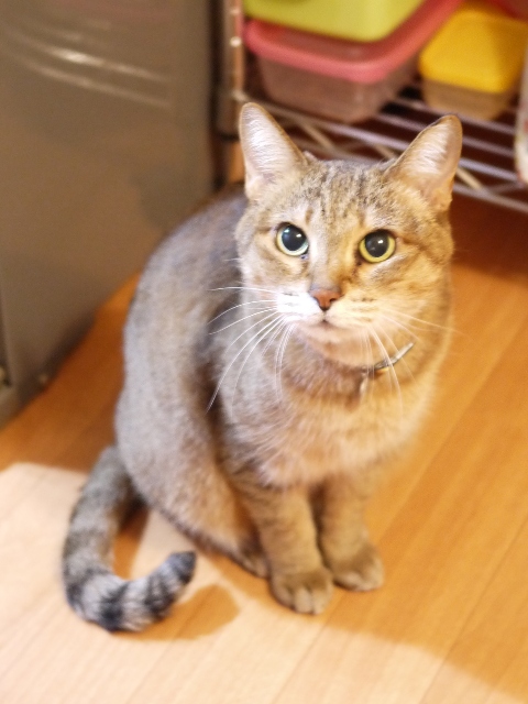 猫のお留守番 はなちゃん編。_a0143140_2261361.jpg