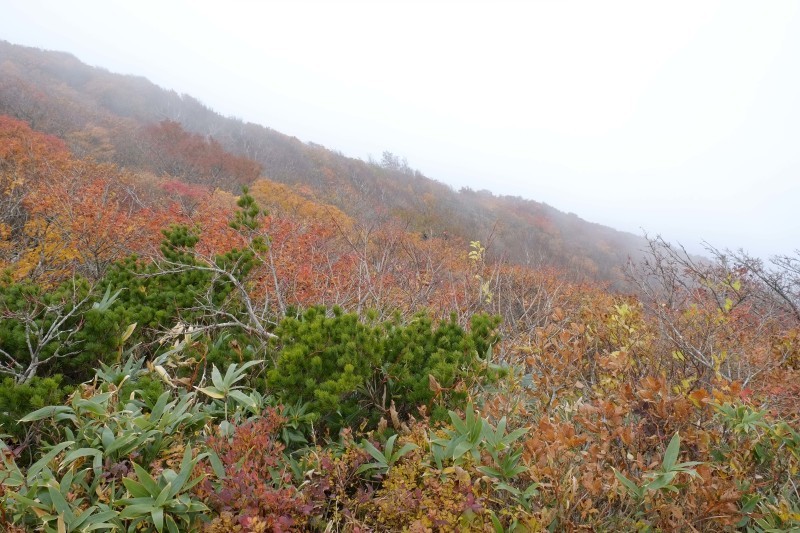 秋の大東岳　　今日はガスがとれなかったぁ_d0347140_07232643.jpg