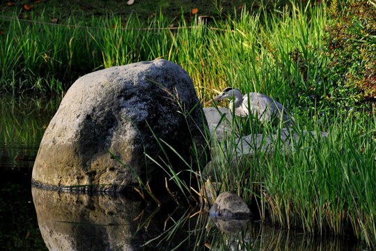 c0093046_854771.gif