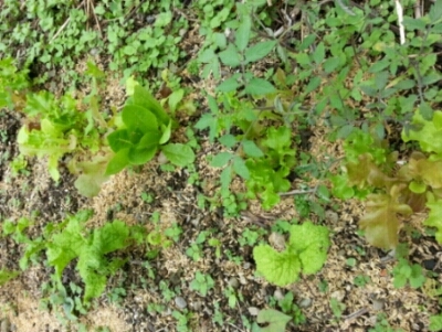 c0330749_21444060.jpg