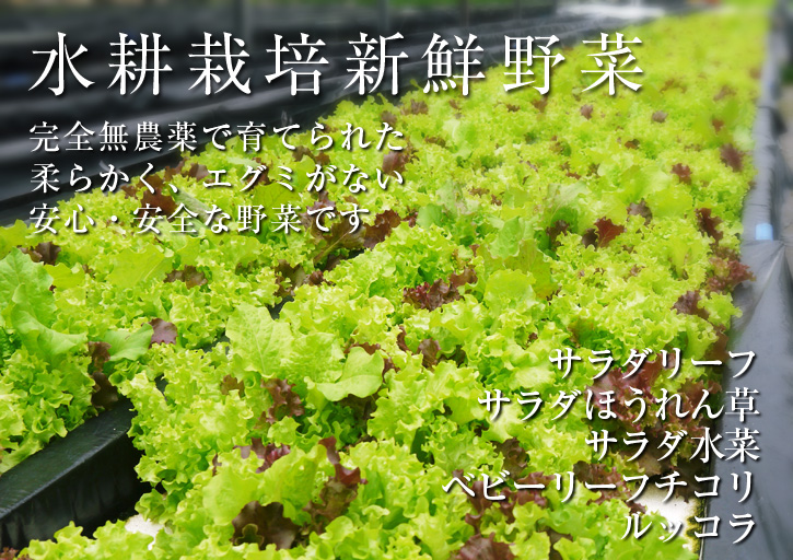 水耕栽培の朝採り新鮮野菜大好評発売中!無農薬栽培のフレッシュな生野菜を即日発送でお届けします!_a0254656_18144676.jpg