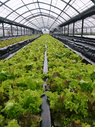 水耕栽培の朝採り新鮮野菜大好評発売中!無農薬栽培のフレッシュな生野菜を即日発送でお届けします!_a0254656_18264953.jpg