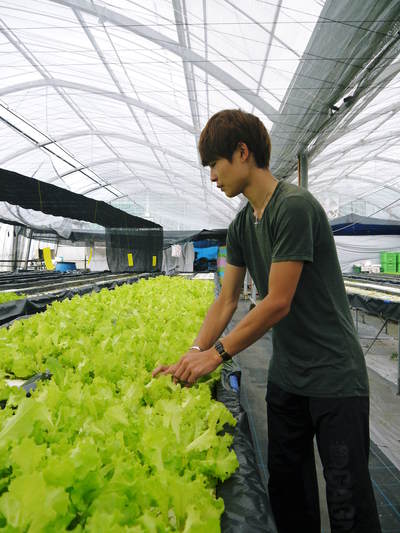 水耕栽培の朝採り新鮮野菜大好評発売中!無農薬栽培のフレッシュな生野菜を即日発送でお届けします!_a0254656_1857633.jpg