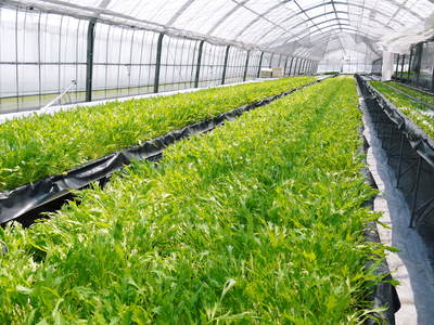 水耕栽培の朝採り新鮮野菜大好評発売中!無農薬栽培のフレッシュな生野菜を即日発送でお届けします!_a0254656_19325685.jpg