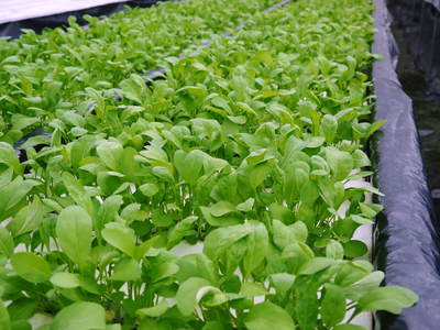水耕栽培の朝採り新鮮野菜大好評発売中!無農薬栽培のフレッシュな生野菜を即日発送でお届けします!_a0254656_1952896.jpg