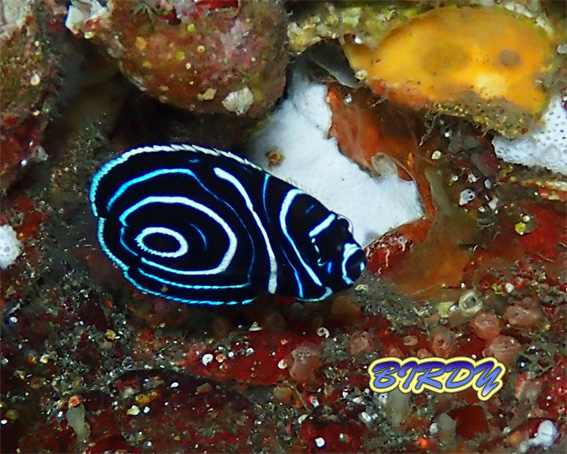 モンガラカワハギ!_e0273365_17221040.jpg