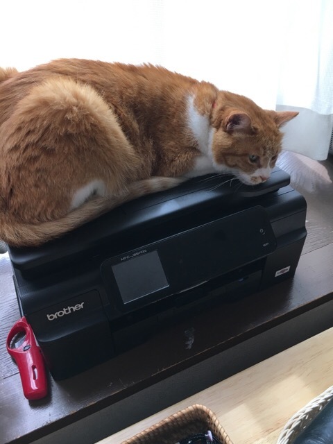 🍊の山_f0363168_20554632.jpg