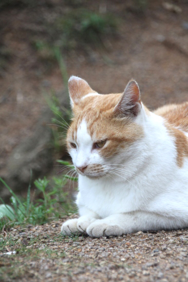 王子が岳のネコとタヌキ_f0232876_1940511.jpg