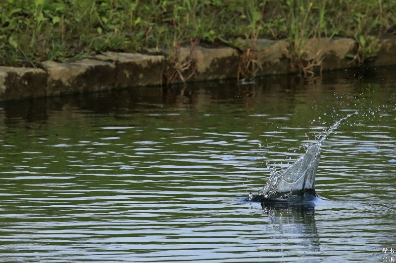 カワセミの飛び込み_c0352582_22352501.jpg