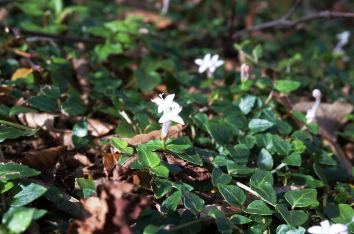 ツルアリドオシ　（高落場山　林道にて）_d0047885_18501657.jpg