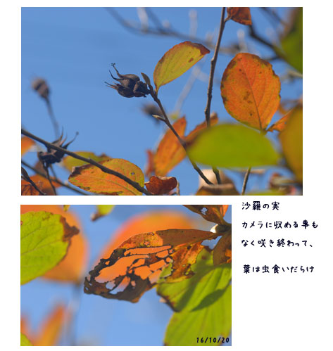 庭での事_c0051105_21595938.jpg
