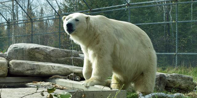 カナダ・コクレーン「ホッキョクグマ居住村」のイヌクシュクの近況 ～ 彼の貢献が必要な日本_a0151913_23385236.jpg