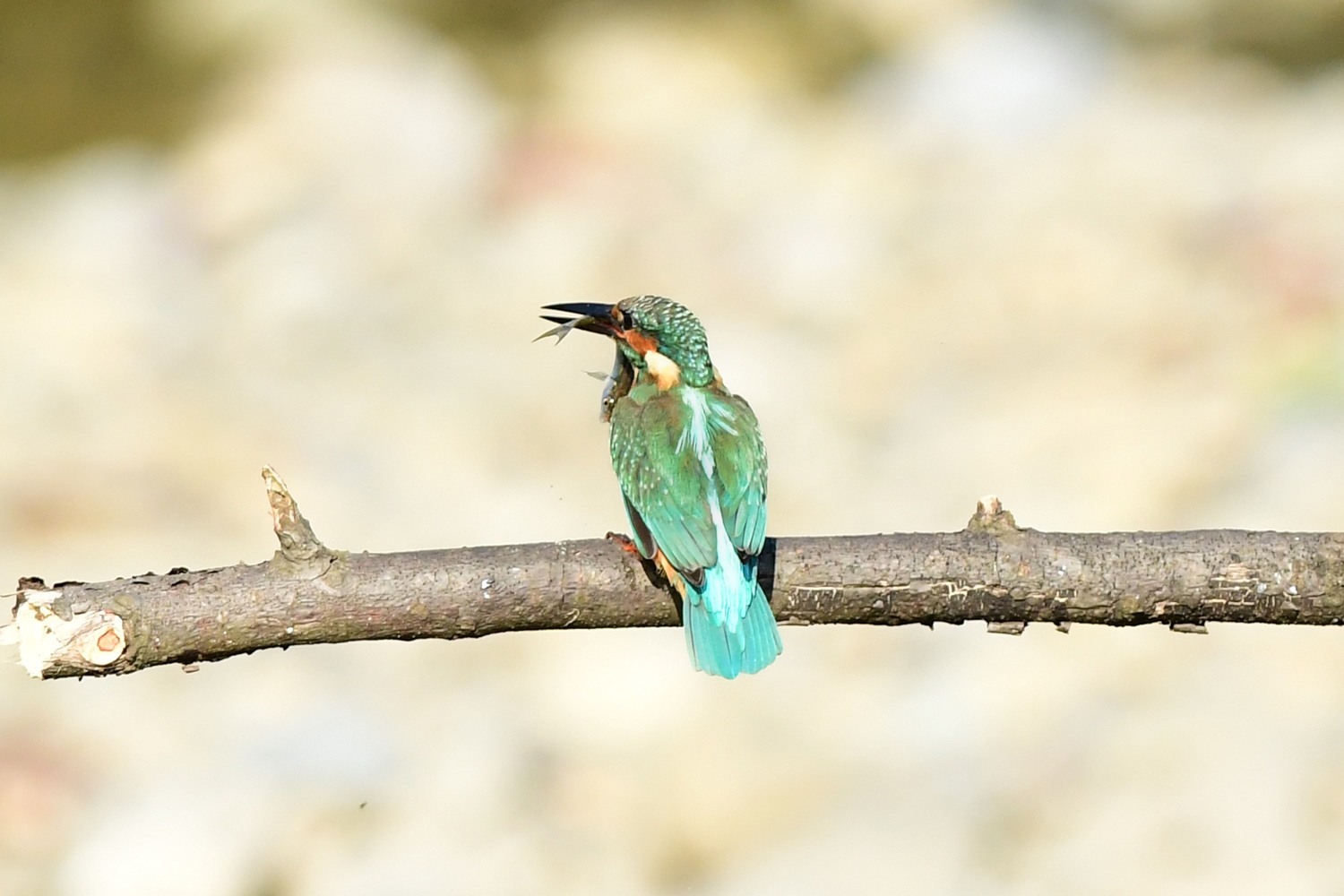 今日はカワセミ以外の鳥が活躍_f0133213_20382907.jpg