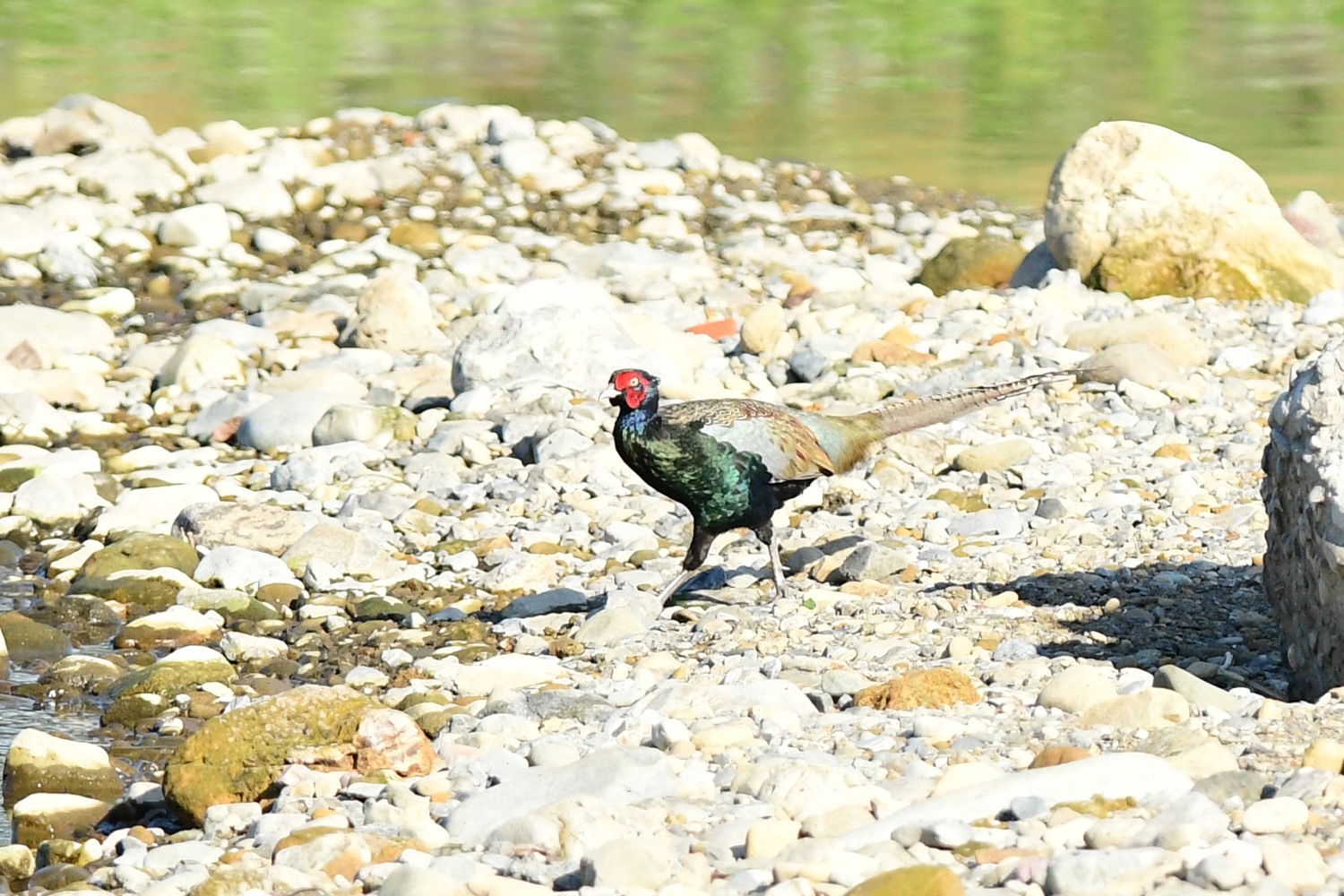 今日はカワセミ以外の鳥が活躍_f0133213_20413209.jpg