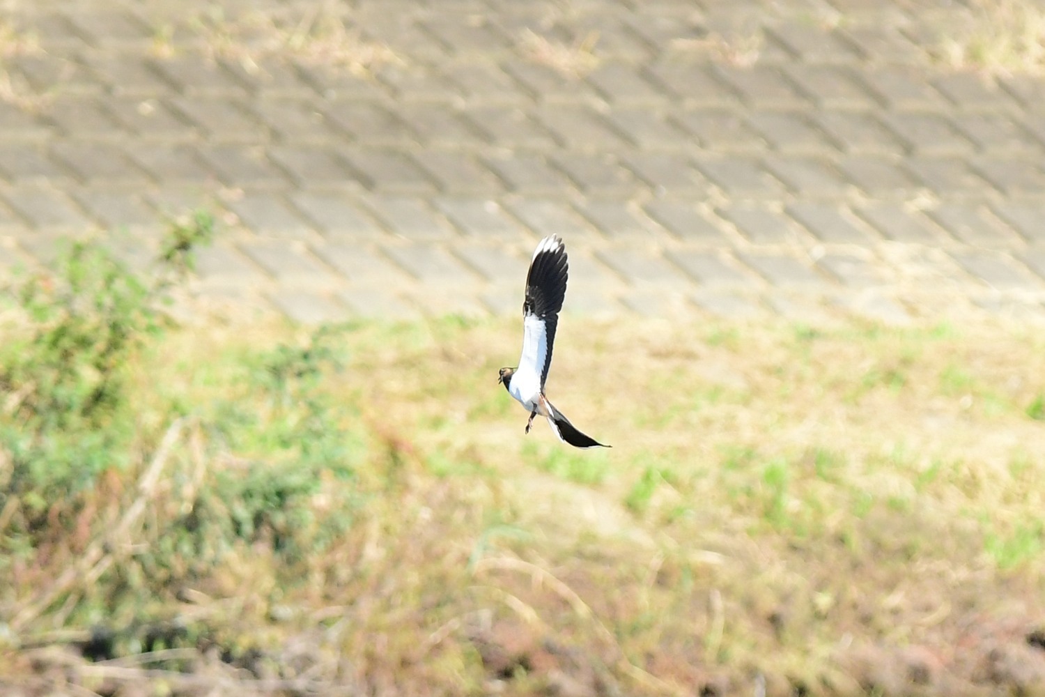 今日はカワセミ以外の鳥が活躍_f0133213_20435791.jpg