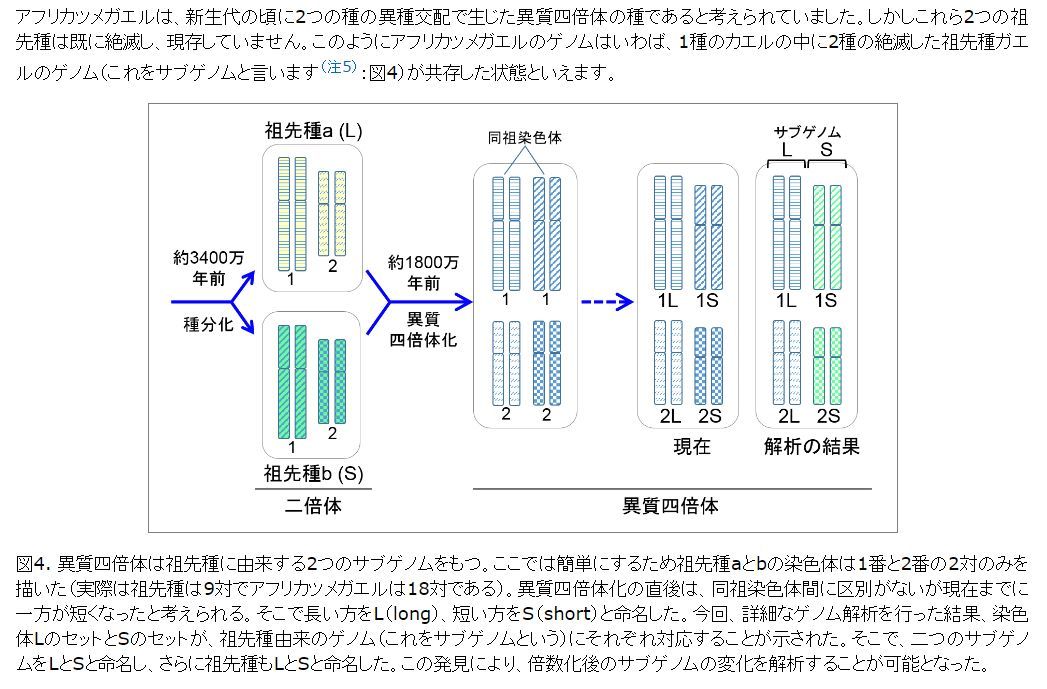 43年前に初めて会ったカエルのゲノムが解読された【追記あり】_c0025115_21103899.jpg