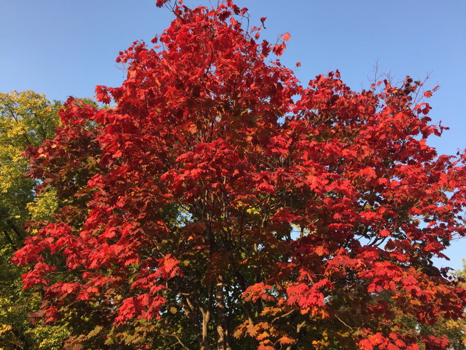 2016年10月 『北海道大学、秋の異変』 October 2016 \"A Surprising Change in Hokkaido University\"_c0219616_12374049.jpg
