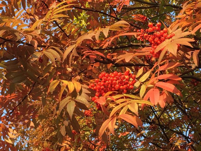 2016年10月 『北海道大学、秋の異変』 October 2016 \"A Surprising Change in Hokkaido University\"_c0219616_12394475.jpg