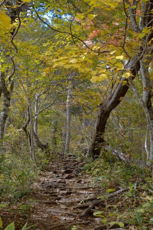 秋の大東岳　　今日はガスがとれなかったぁ_d0347140_11523231.jpg