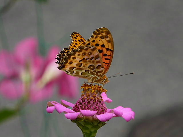 黄蜀葵、金木犀、背高泡立ち草、ツマグロヒョウモン♂_c0051143_033729.jpg