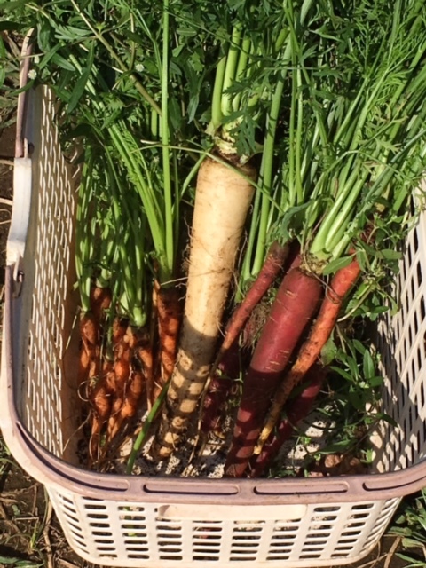 葉物の畝は２週間置いて又同じ野菜の直播です　ホウレン草　ルッコラ　蕪　からし菜　ワサビ菜　_c0222448_15343065.jpg