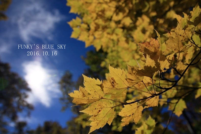 懐かしの湿原 - FUNKY'S BLUE SKY