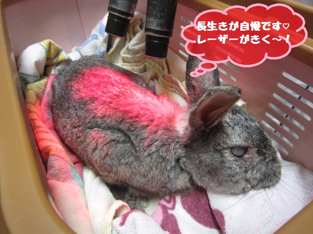 【13歳と3か月の長生きうさちゃん】_b0059154_1532755.jpg