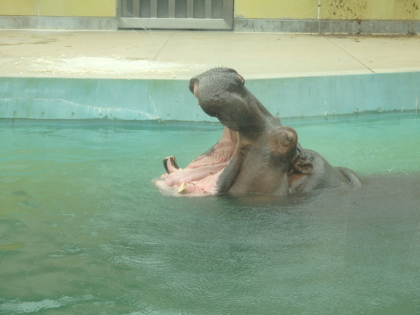 福岡市動物園に行ってきました_f0337554_15064976.jpg