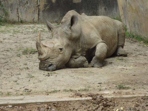 福岡市動物園のサイがなくなりました_f0337554_15094983.jpg