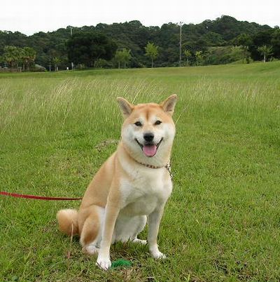 ’16,10,20(木)麻雀牌とエビフライ!_f0060461_1955862.jpg