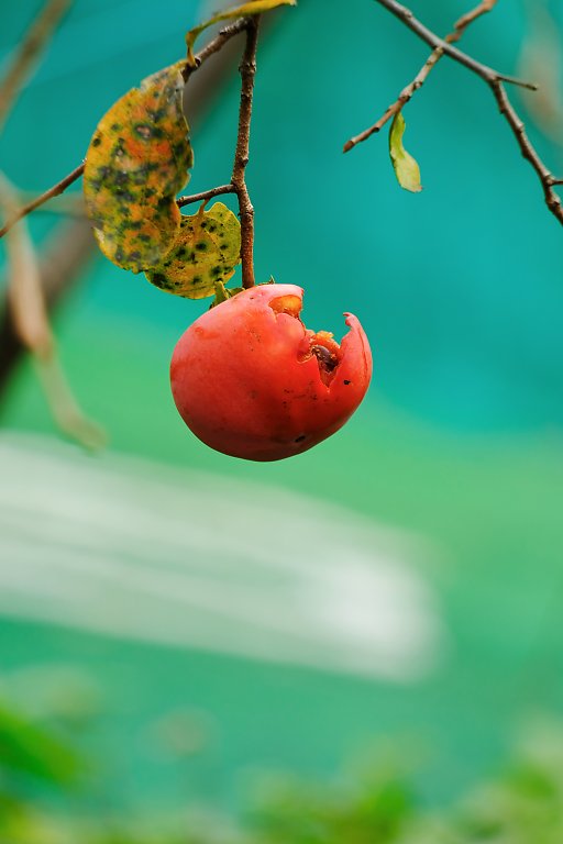 こども植物園（10月19日）_c0057265_134850.jpg