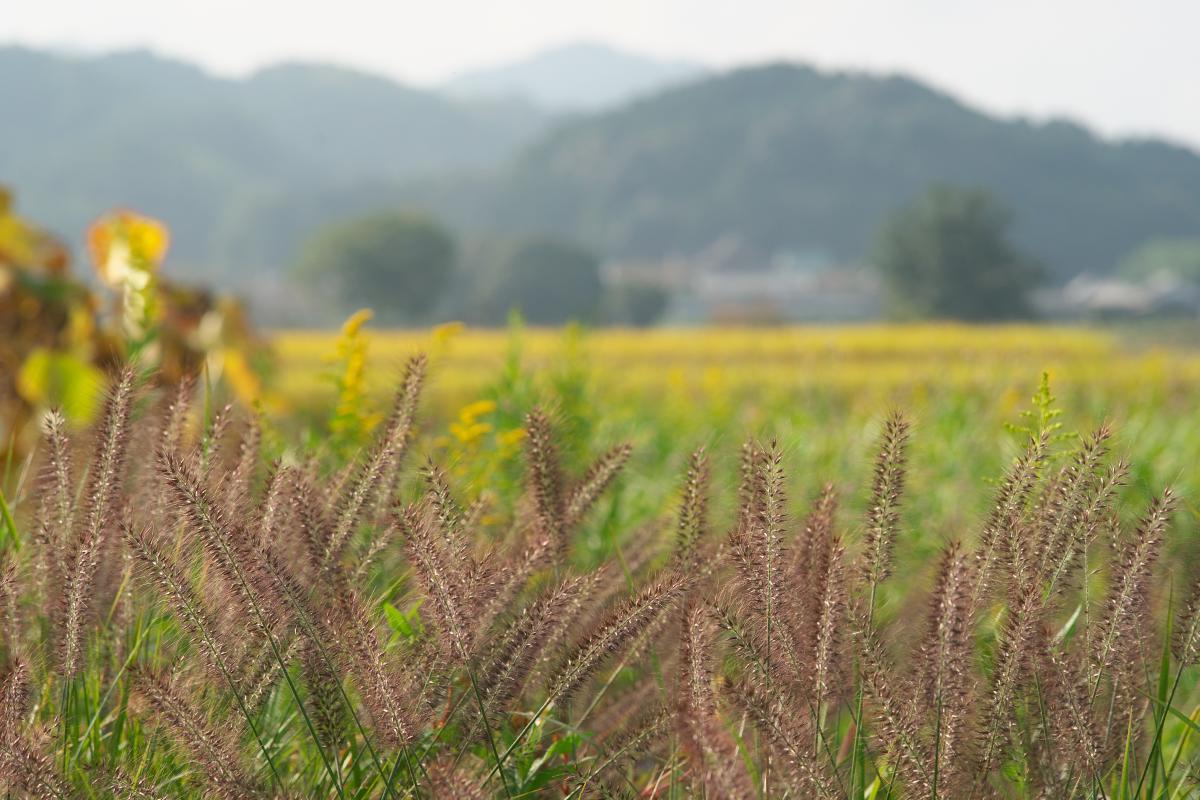 　力芝探しの明日香　飛鳥寺界隈_b0161171_17404675.jpg