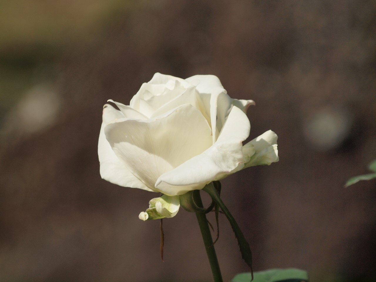 d0054276_20101213.jpg
