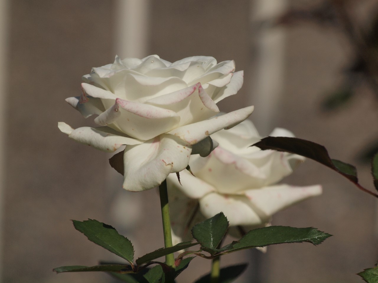 d0054276_20121236.jpg