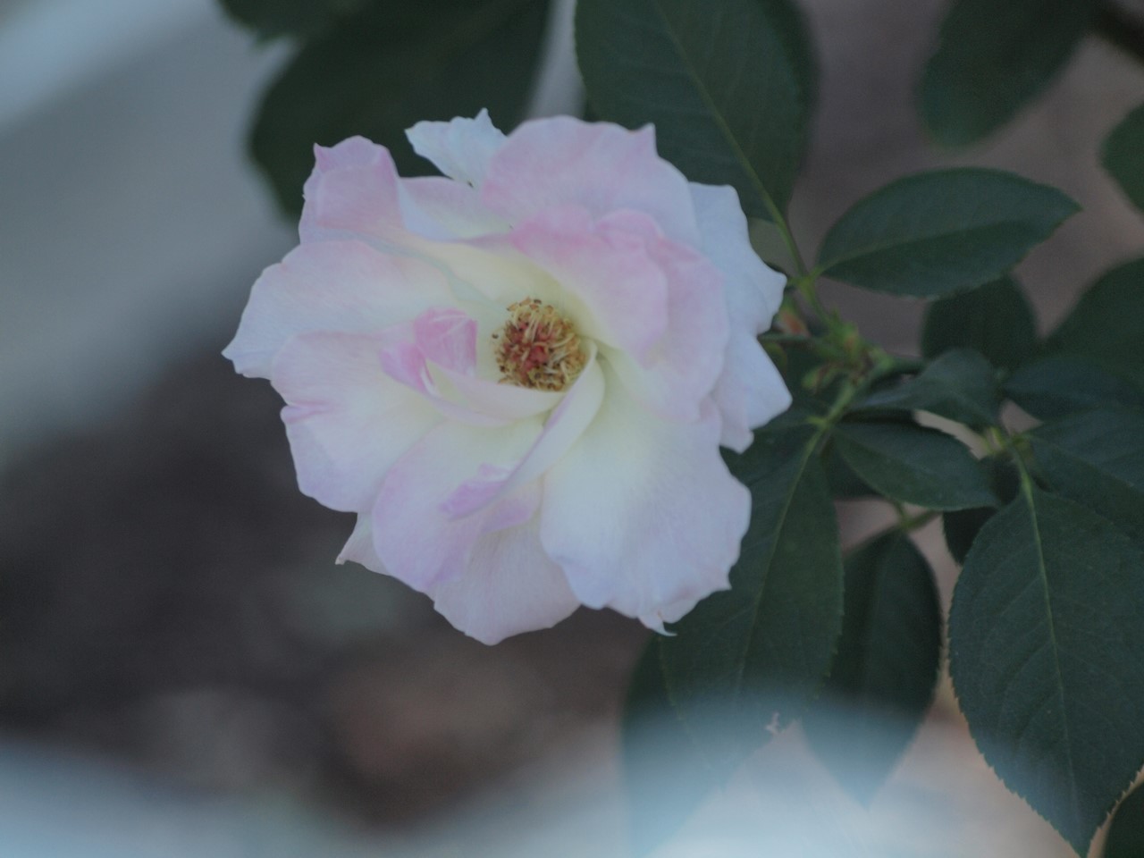 d0054276_2062599.jpg