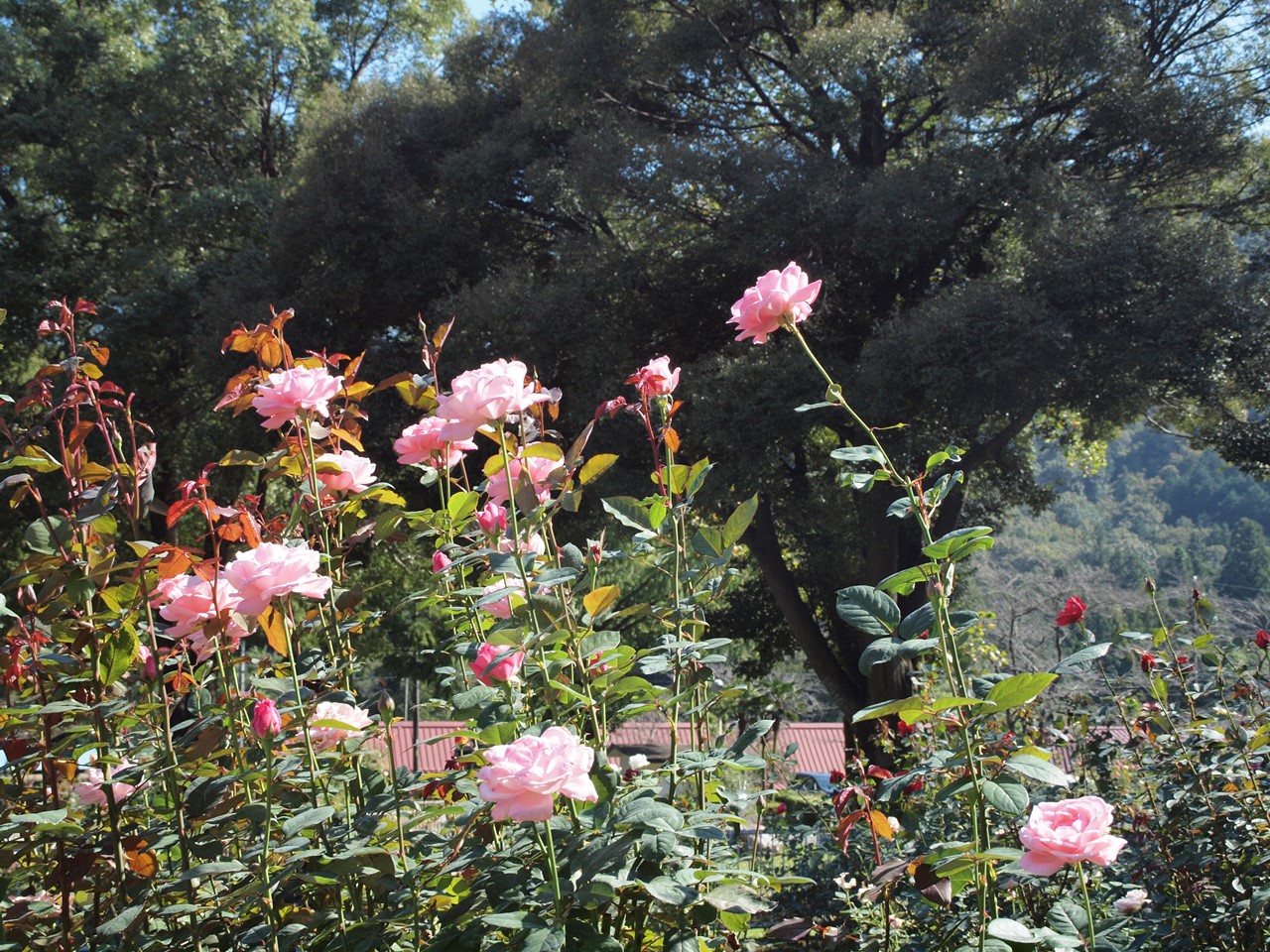 d0054276_2072917.jpg