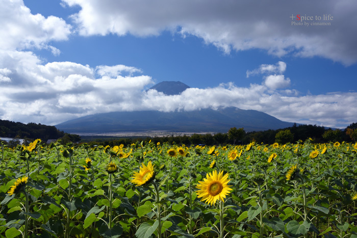 Autumn sunflower_f0326278_23005770.jpg