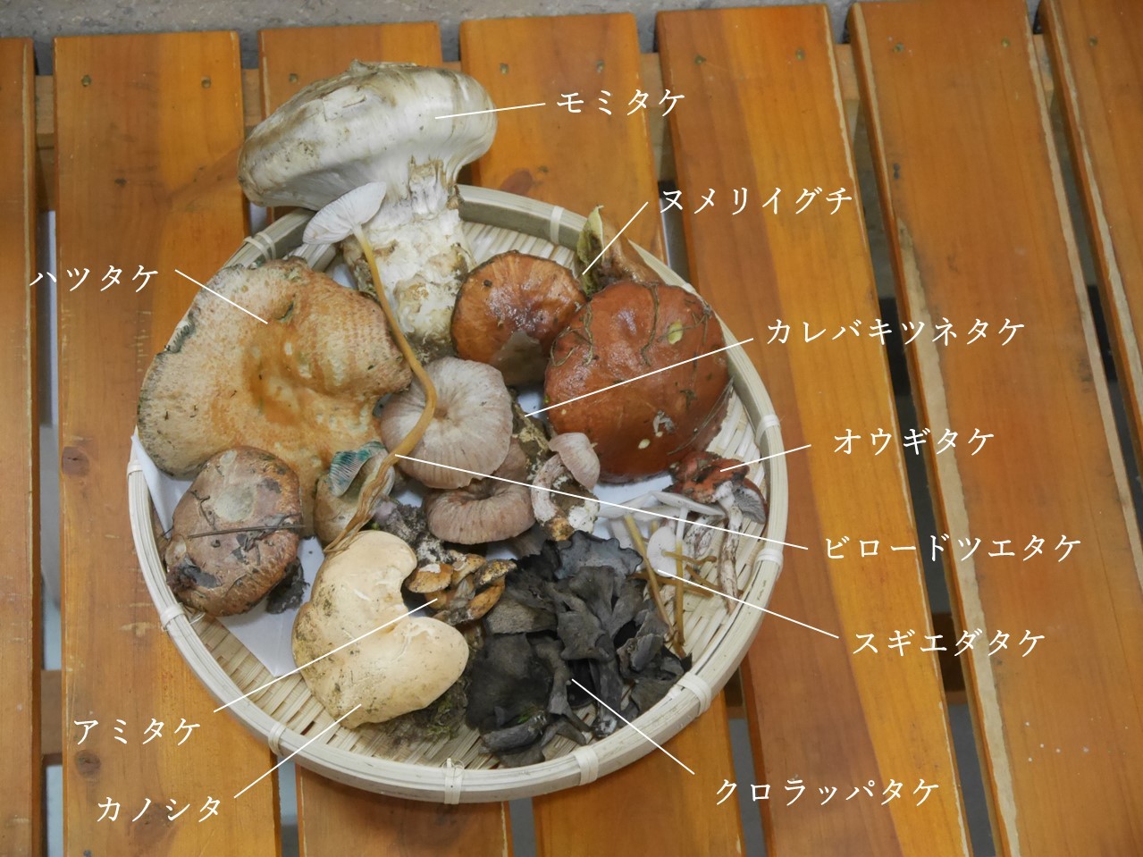 今日のお昼は野生きのこ 原木しい太くんの日記帳 ー日本きのこセンターブログー 今日のお昼は野生きのこ 原木しい太くんの日記帳 ー日本きのこセンターブログー