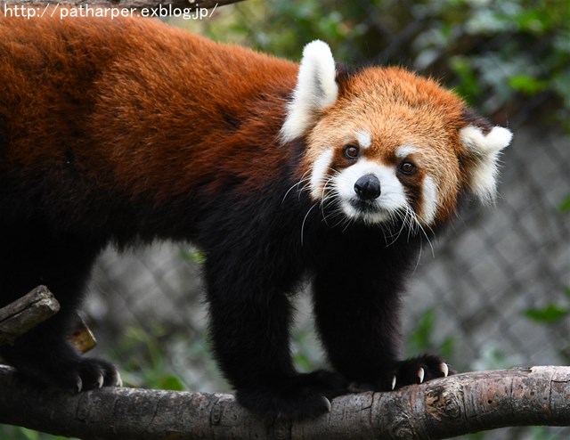 ２０１６年１０月　かみね動物園　その２_a0052986_2247785.jpg